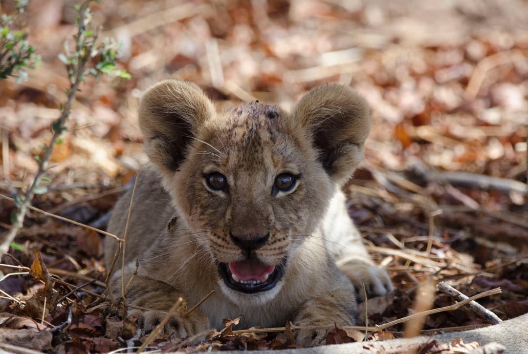 A young lion cub resting in the leaf litter