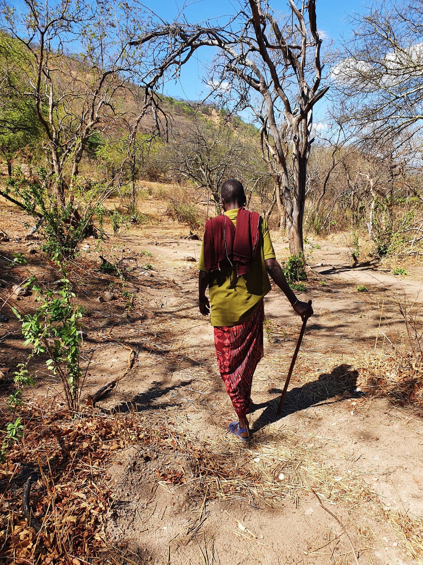 A Maasai guide walking through the bush