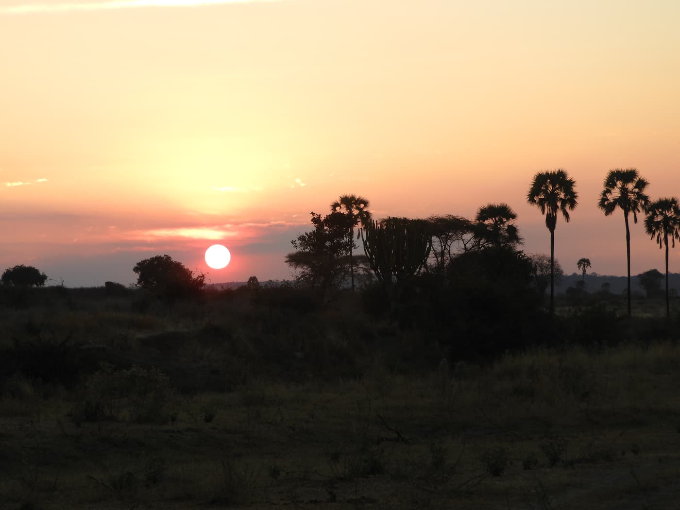 The sun setting through palm trees over the Ruaha bush