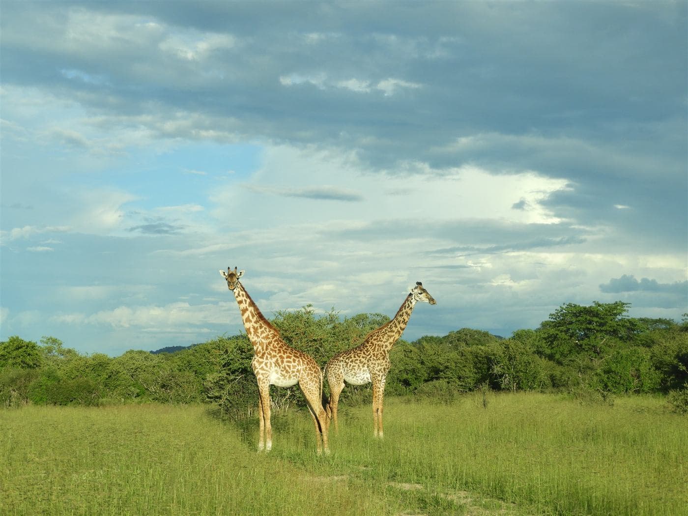 Two giraffes on the Ruaha grasslands