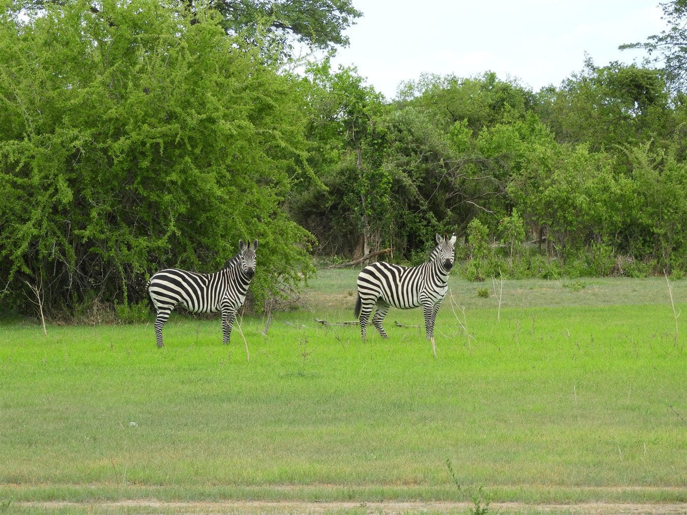 Two zebras in the Ruaha bush